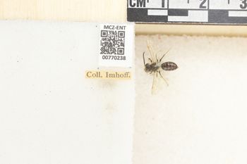 Media type: image;   Entomology 770238 Aspect: Labels